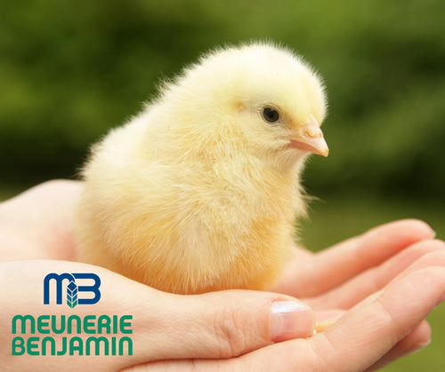 Coq à chair - 1 jour - journées volailles 2026