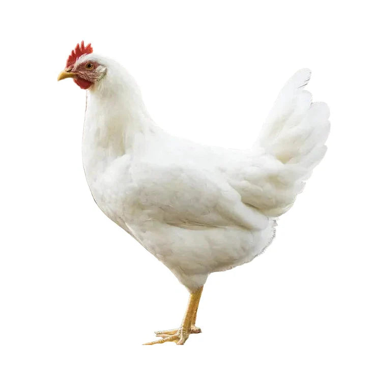 Leghorn Blanche 18-20 Semaines - journées poules 2026