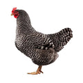 Plymouth Rock Barré 18-20 Semaines - journées poules 2026