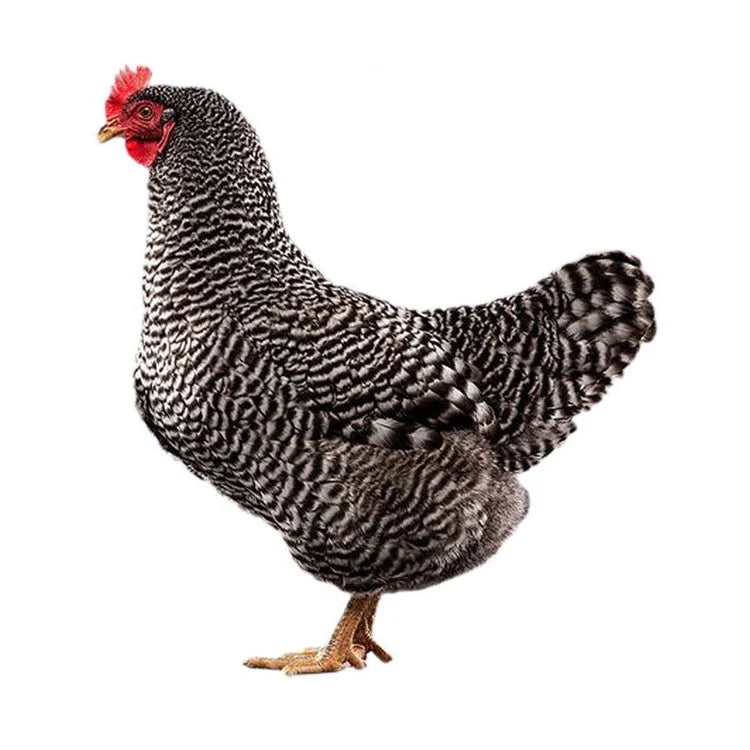 Plymouth Rock Barré 18-20 Semaines - journées poules 2026