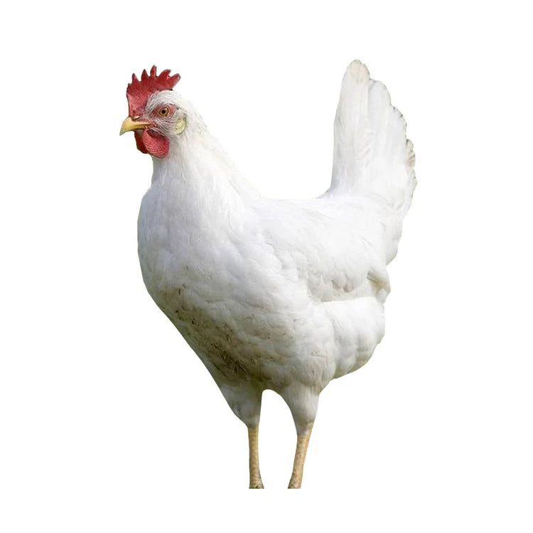 Azur 18-20 Semaines - journées poules 2026