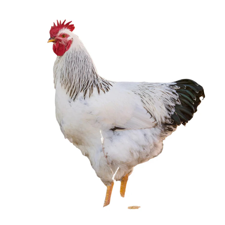 Plymouth Rock Colombienne 18-20 Semaines - journées poules 2026