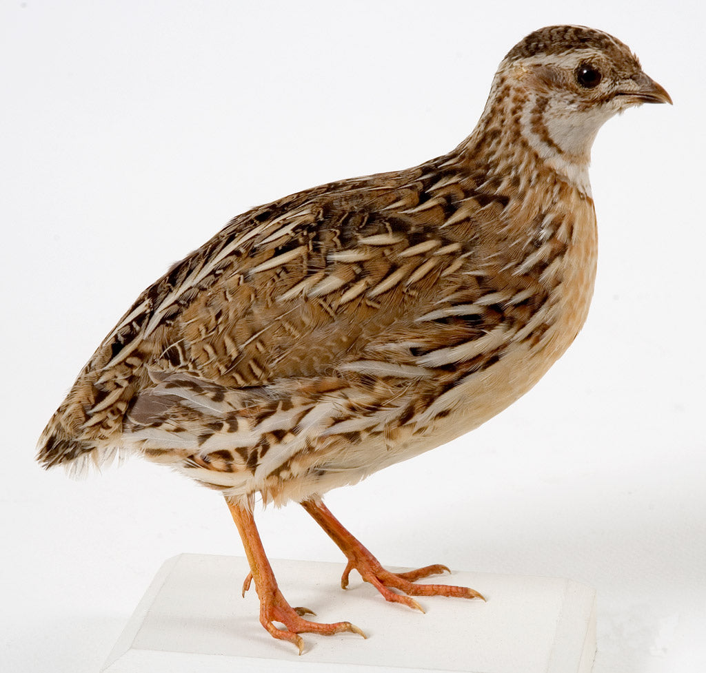 Caille mâle - 7 semaines - journées volailles 2026