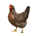 Olive Egger 18-20 Semaines - journées poules 2026