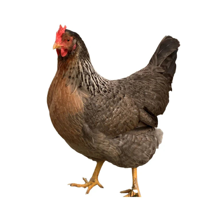 Olive Egger 18-20 Semaines - journées poules 2026