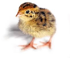 Pintadeau - poussin non sexé - journées volailles 2026