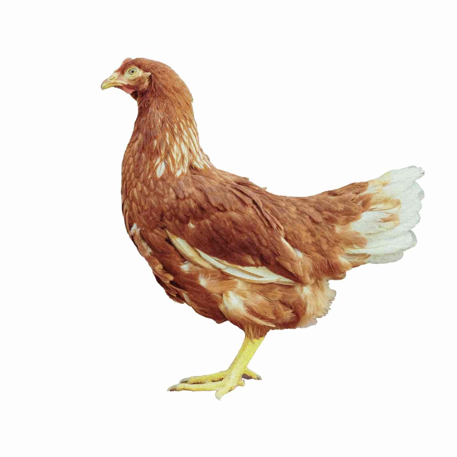 Lohmann Brune 18-20 Semaines - journées poules 2026