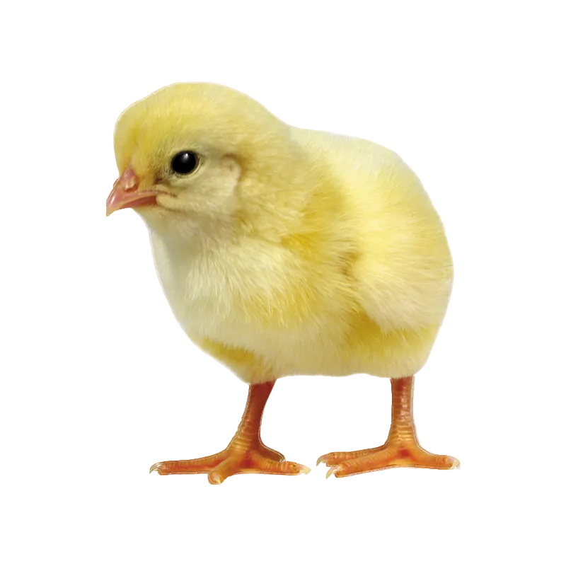 Coq à chair - 1 jour - journées volailles 2026